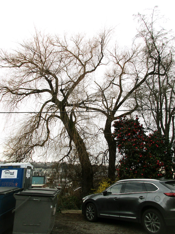 Golden Partly-Weeping willow in winter