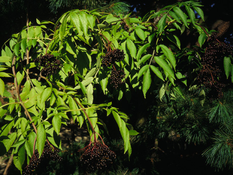 John's Improved elderberries