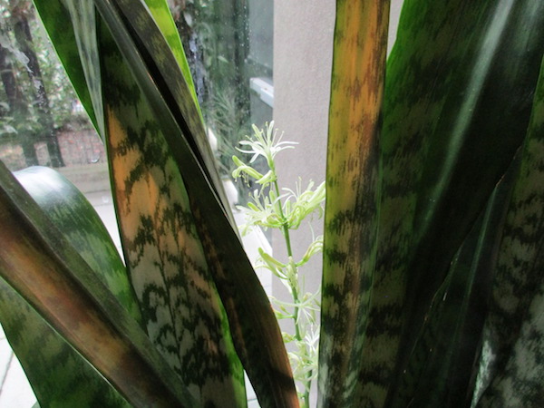 Sansevieria