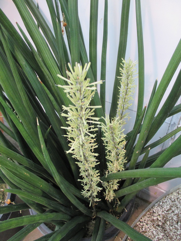 Sansevieria