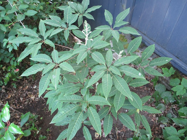 <i>Schefflera brevipedicellata</i>