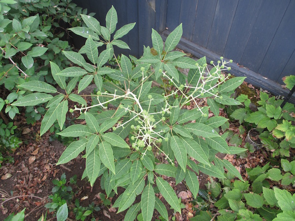 <i>Schefflera brevipedicellata</i>