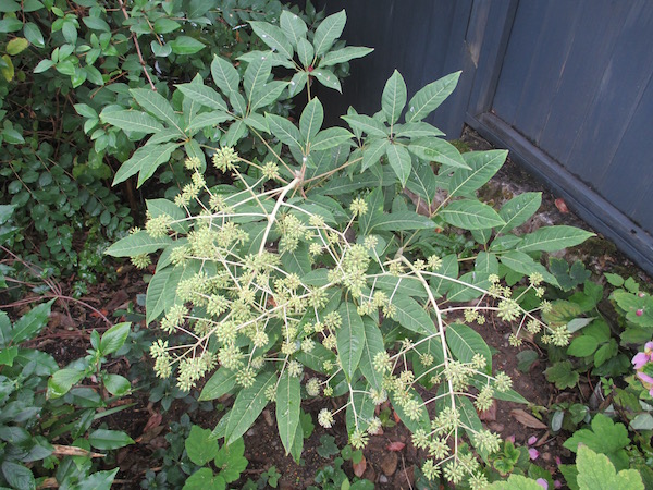 <i>Schefflera brevipedicellata</i>