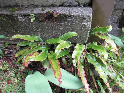 Asplenium Scolopendrium