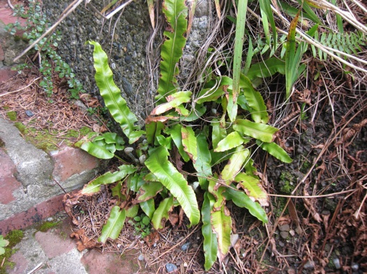 Asplenium Scolopendrium