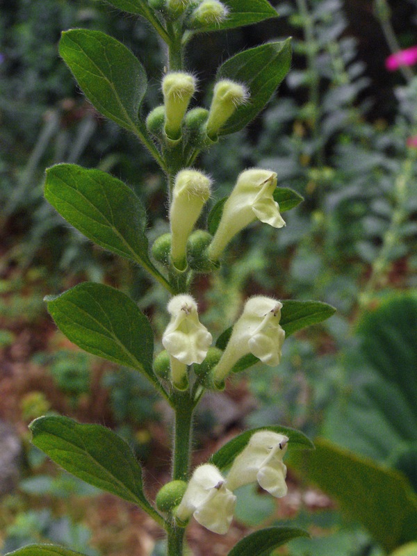 Scutellaria albida flowers