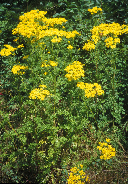 Tansy Ragwort