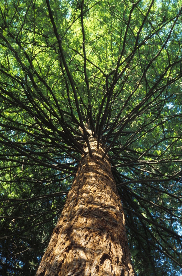 Coast Redwood