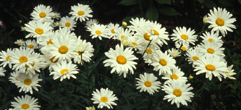 Shasta Daisies