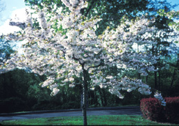 <i>Prunus</i> 'Shiro-fugen'