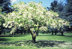 <i>Prunus</i> 'Shogetsu'