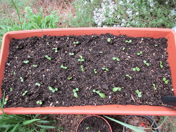 <i>Sonchus brassicifolius</i>