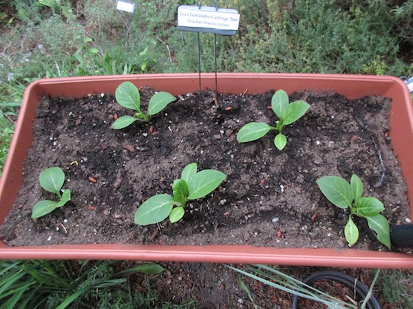 <i>Sonchus brassicifolius</i>