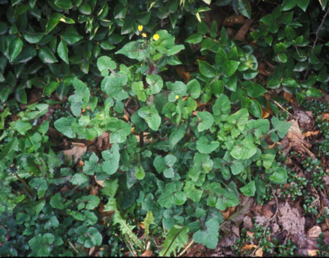 Sow thistle