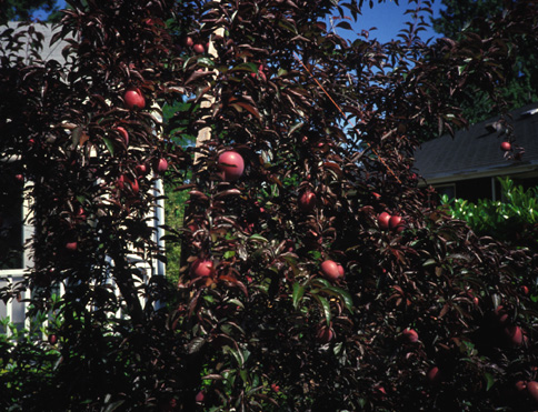 Spencer Hollywood plums in early July