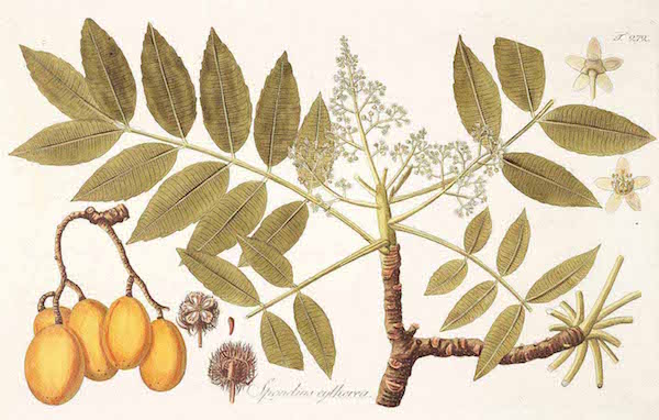 <i>Spondias dulcis</i>