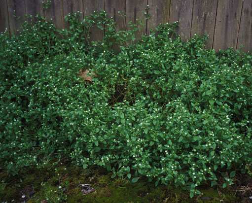 Chickweed