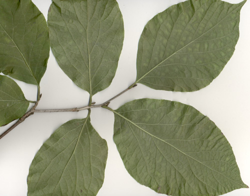 Styrax Hemsleyanus leaves