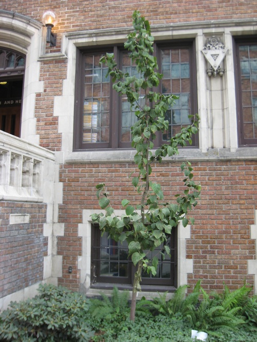 Styrax Hemsleyanus at Eagleson Hall