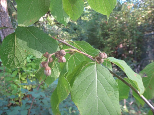 Styrax Hemsleyanus fruits