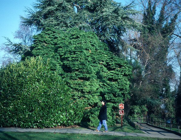 <i>Chamæcyparis Lawsoniana</i> ‘Tamariscifolia’