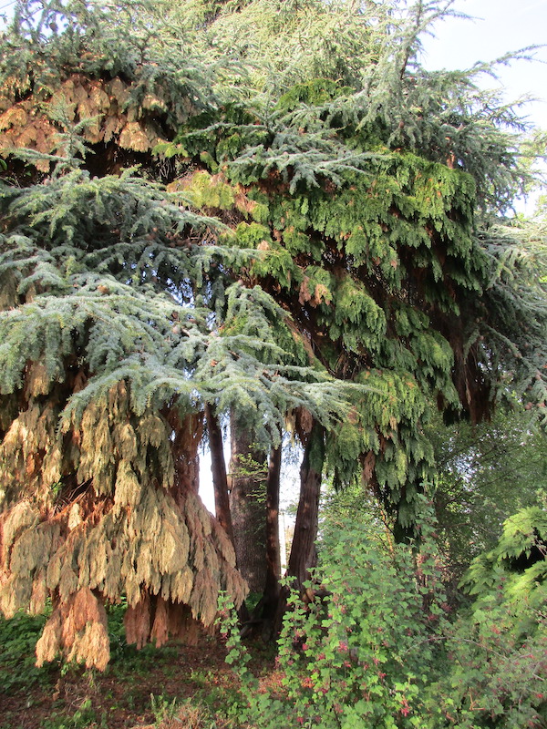 <i>Chamæcyparis Lawsoniana</i> ‘Tamariscifolia’