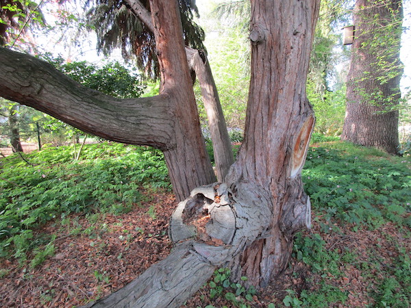 <i>Chamæcyparis Lawsoniana</i> ‘Tamariscifolia’