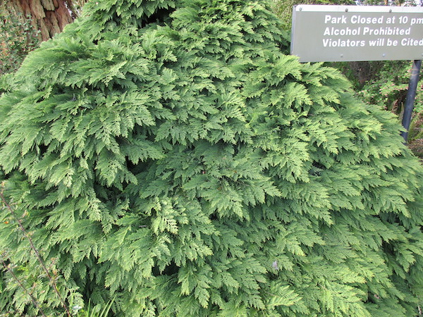 <i>Chamæcyparis Lawsoniana</i> ‘Tamariscifolia’