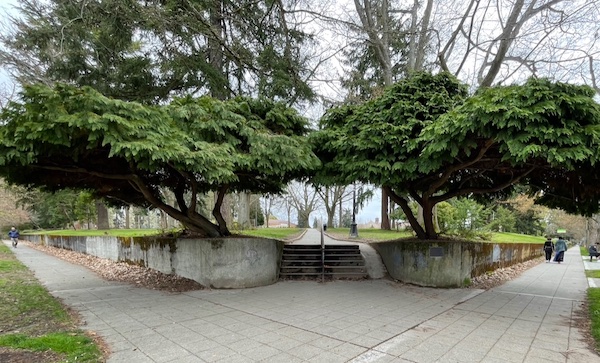 <i>Chamæcyparis Lawsoniana</i> ‘Tamariscifolia’