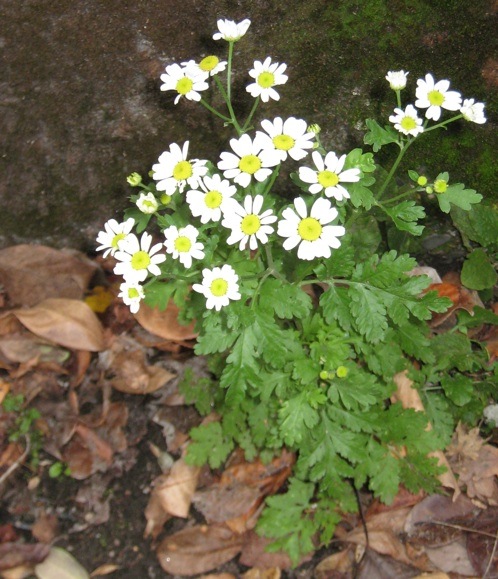 Feverfew