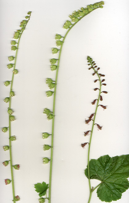 Tellima and Tolmiea flower scan