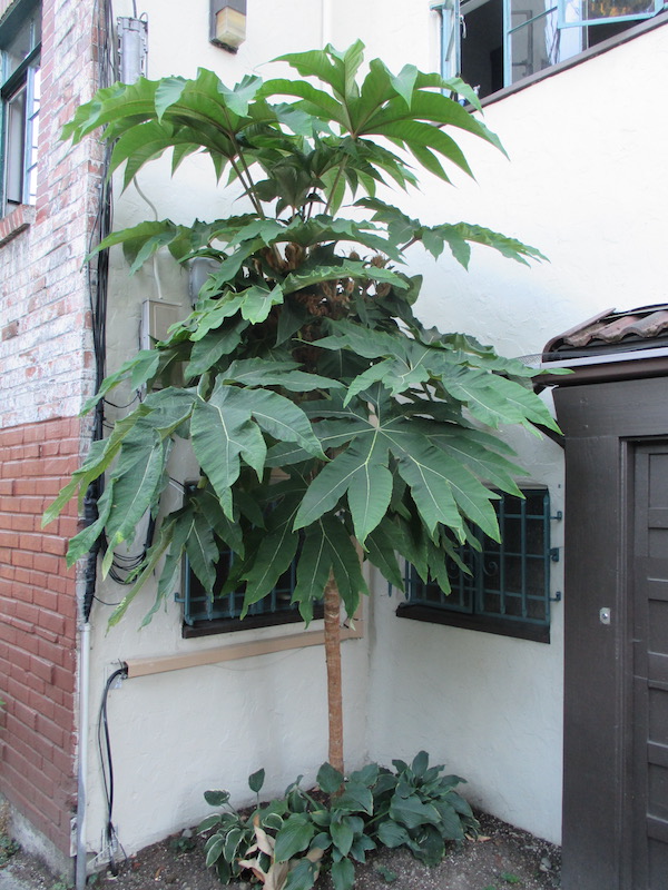 Tetrapanax