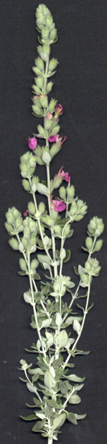 Teucrium Marum