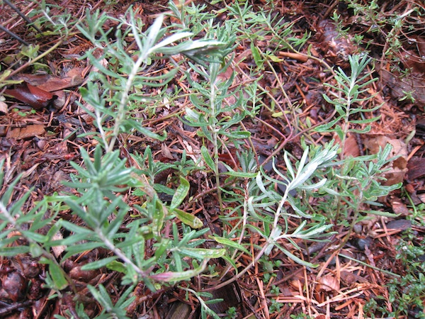 Teucrium Cossonii