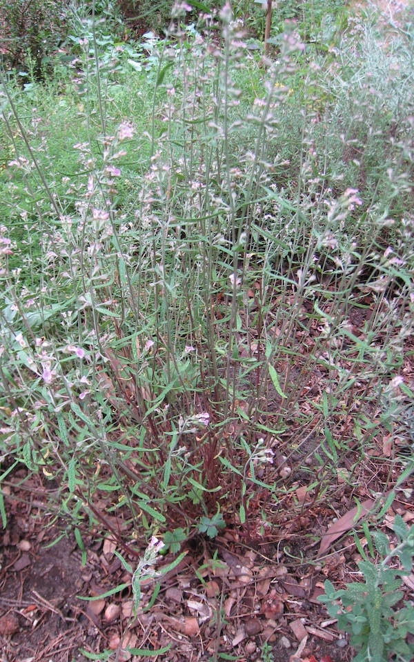 Teucrium asiaticum