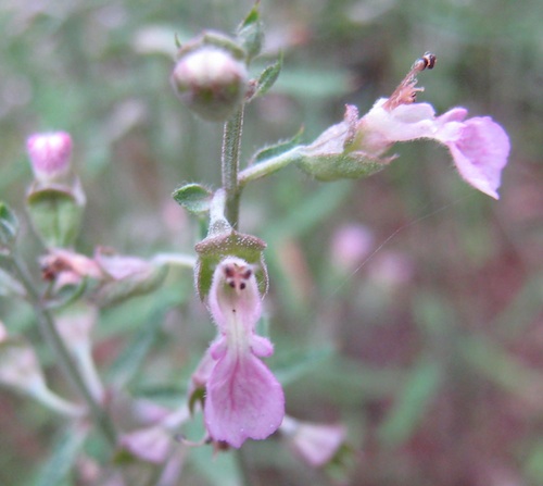 Teucrium asiaticum flowers