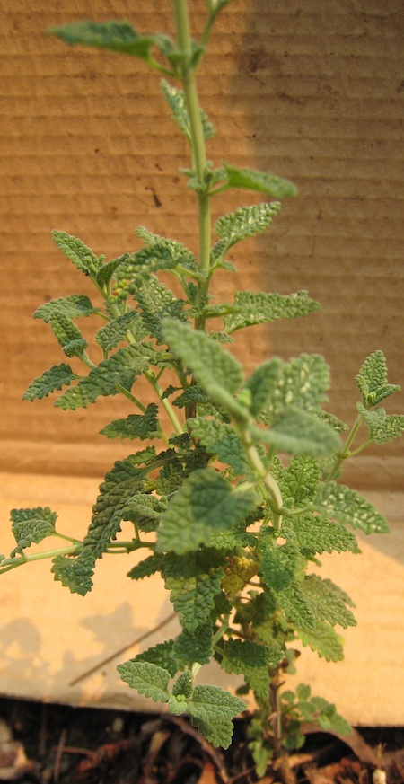 Teucrium massiliense