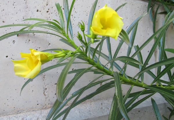 Thevetia flowers