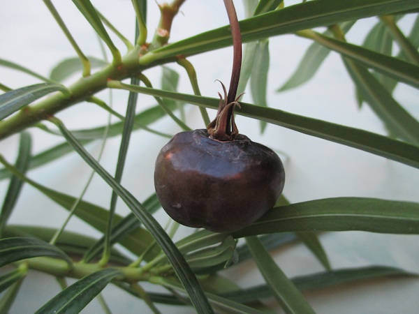 Thevetia ripe fruit