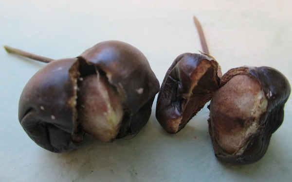 Thevetia ripe fruits & seeds