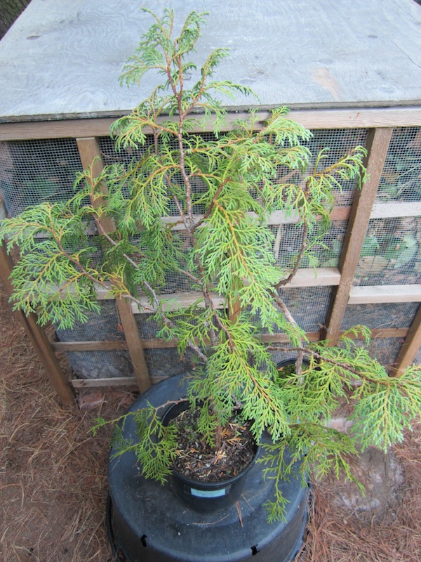 young Thuja sutchuenensis in a pot