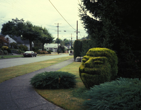 Thuja orientalis with an attitude; September 1985