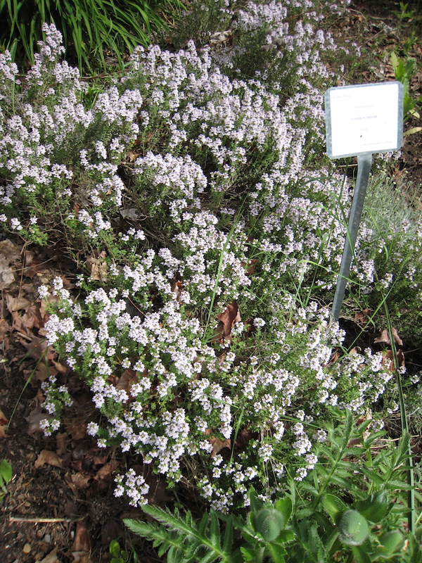 French Thyme