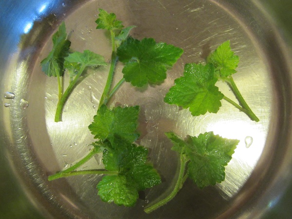 Tolmiea Menziesii young washed shoots ready to cook