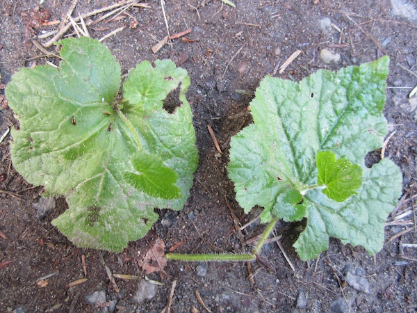 Tolmiea Menziesii basal leaves with plantlets