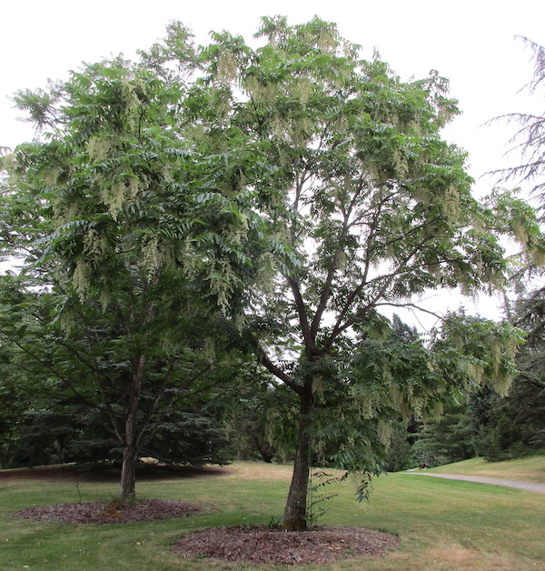 Toona sinensis