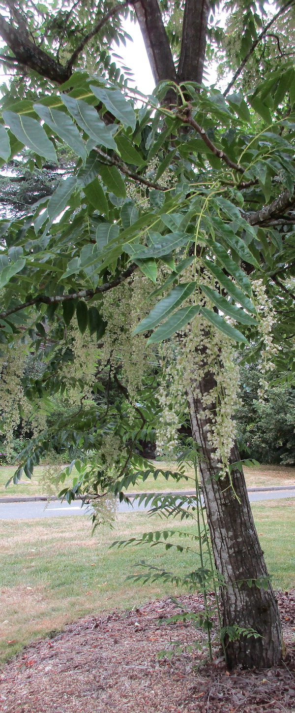 Toona sinensis