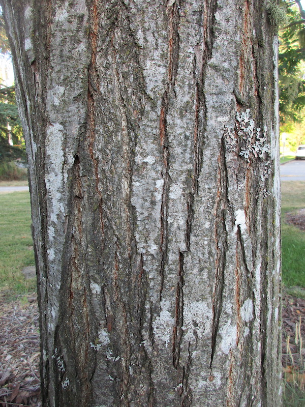 Toona sinensis