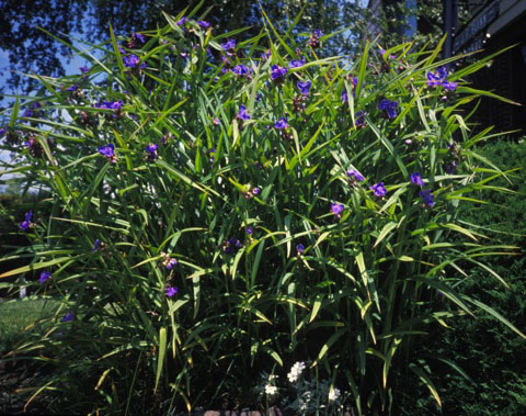 Spiderwort