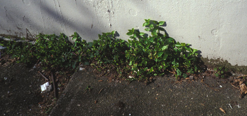 Tradescantia fluminensis